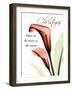 Christmas Calla Lily-Albert Koetsier-Framed Photographic Print