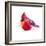 Christmas Cardinal I-Patricia Pinto-Framed Art Print