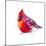 Christmas Cardinal I-Patricia Pinto-Mounted Art Print