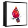 Christmas Cardinal III-Patricia Pinto-Framed Stretched Canvas