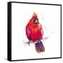 Christmas Cardinal III-Patricia Pinto-Framed Stretched Canvas