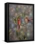 Christmas Cardinal-Sarah Davis-Framed Stretched Canvas