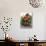 Christmas Decoration: Fruit, Nuts, Cones and Box Wreath-null-Stretched Canvas displayed on a wall