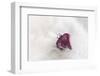 Christmas Decoration, Heart on Fleecy Ground-Petra Daisenberger-Framed Photographic Print