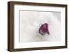 Christmas Decoration, Heart on Fleecy Ground-Petra Daisenberger-Framed Premium Photographic Print