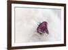 Christmas Decoration, Heart on Fleecy Ground-Petra Daisenberger-Framed Photographic Print