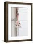 Christmas Decoration on Old Window Clutch-Andrea Haase-Framed Photographic Print