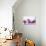 Christmas Decoration Purple Pink Ones-Andrea Haase-Photographic Print displayed on a wall