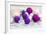 Christmas Decoration Purple Pink Ones-Andrea Haase-Framed Photographic Print