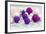 Christmas Decoration Purple Pink Ones-Andrea Haase-Framed Photographic Print