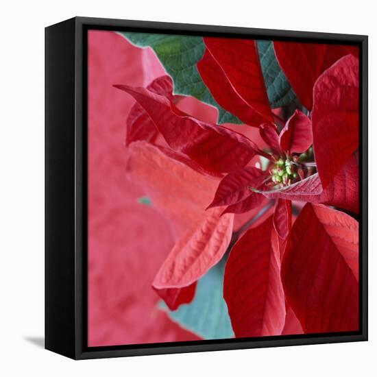 Christmas Decorations-Sean Justice-Framed Stretched Canvas