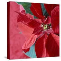 Christmas Decorations-Sean Justice-Stretched Canvas