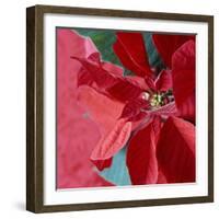 Christmas Decorations-Sean Justice-Framed Photographic Print