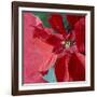 Christmas Decorations-Sean Justice-Framed Photographic Print