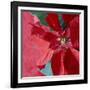 Christmas Decorations-Sean Justice-Framed Photographic Print