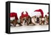 Christmas Dog - Cute Christmas Concept with One Naughty Dog in a Bunch of Santa's-Willee Cole-Framed Stretched Canvas