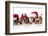 Christmas Dog - Cute Christmas Concept with One Naughty Dog in a Bunch of Santa's-Willee Cole-Framed Photographic Print