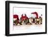 Christmas Dog - Cute Christmas Concept with One Naughty Dog in a Bunch of Santa's-Willee Cole-Framed Photographic Print