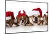 Christmas Dog - Cute Christmas Concept with One Naughty Dog in a Bunch of Santa's-Willee Cole-Mounted Photographic Print