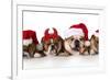 Christmas Dog - Cute Christmas Concept with One Naughty Dog in a Bunch of Santa's-Willee Cole-Framed Photographic Print