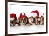 Christmas Dog - Cute Christmas Concept with One Naughty Dog in a Bunch of Santa's-Willee Cole-Framed Photographic Print