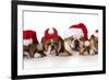 Christmas Dog - Cute Christmas Concept with One Naughty Dog in a Bunch of Santa's-Willee Cole-Framed Photographic Print