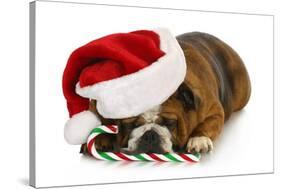 Christmas Dog - English Bulldog Laying Down with Candy Cane-Willee Cole-Stretched Canvas