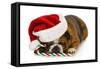Christmas Dog - English Bulldog Laying Down with Candy Cane-Willee Cole-Framed Stretched Canvas