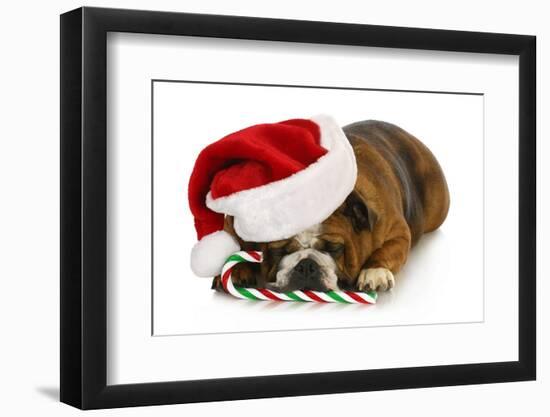 Christmas Dog - English Bulldog Laying Down with Candy Cane-Willee Cole-Framed Photographic Print