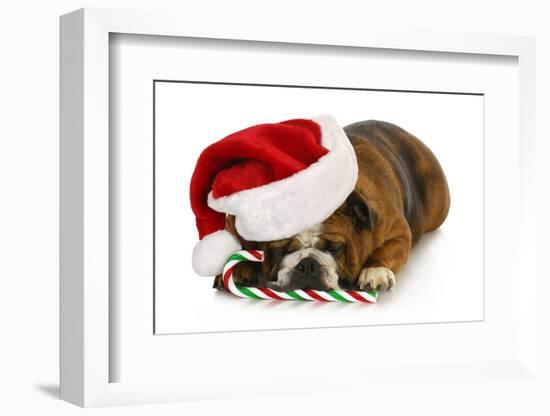 Christmas Dog - English Bulldog Laying Down with Candy Cane-Willee Cole-Framed Photographic Print