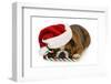 Christmas Dog - English Bulldog Laying Down with Candy Cane-Willee Cole-Framed Photographic Print