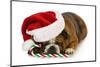 Christmas Dog - English Bulldog Laying Down with Candy Cane-Willee Cole-Mounted Photographic Print