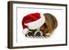 Christmas Dog - English Bulldog Laying Down with Candy Cane-Willee Cole-Framed Photographic Print