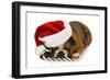 Christmas Dog - English Bulldog Laying Down with Candy Cane-Willee Cole-Framed Photographic Print