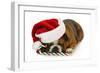 Christmas Dog - English Bulldog Laying Down with Candy Cane-Willee Cole-Framed Photographic Print