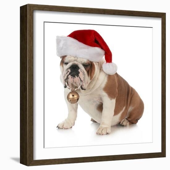 Christmas Dog - English Bulldog Wearing Santa Hat Holding Christmas Bell-Willee Cole-Framed Photographic Print