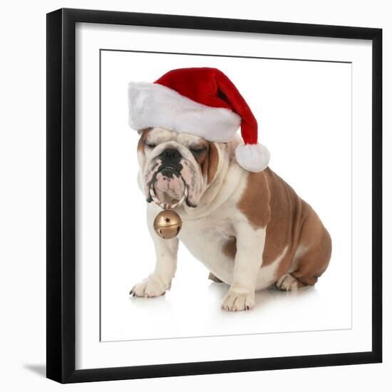 Christmas Dog - English Bulldog Wearing Santa Hat Holding Christmas Bell-Willee Cole-Framed Photographic Print