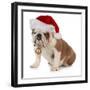 Christmas Dog - English Bulldog Wearing Santa Hat Holding Christmas Bell-Willee Cole-Framed Photographic Print