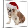 Christmas Dog - English Bulldog Wearing Santa Hat Holding Christmas Bell-Willee Cole-Mounted Photographic Print
