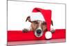Christmas Dog Santa Baby-Javier Brosch-Mounted Photographic Print