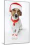 Christmas Dog Santa-Javier Brosch-Mounted Photographic Print