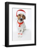 Christmas Dog Santa-Javier Brosch-Framed Photographic Print