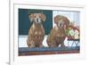Christmas Dogs-Bruce Dumas-Framed Giclee Print