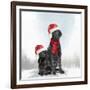 Christmas DOGS-Clare Davis London-Framed Giclee Print