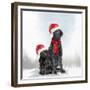 Christmas DOGS-Clare Davis London-Framed Giclee Print