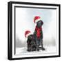 Christmas DOGS-Clare Davis London-Framed Giclee Print