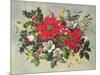 Christmas Flowers-Albert Williams-Mounted Giclee Print