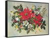 Christmas Flowers-Albert Williams-Framed Stretched Canvas