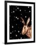 Christmas Hare-Sarah Thompson-Engels-Framed Giclee Print