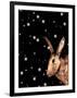 Christmas Hare-Sarah Thompson-Engels-Framed Giclee Print